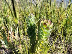 Mimetes pauciflorus