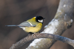 Parus major