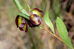 Dodonaea lanceolata