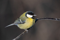 Parus major