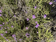 Jamesbrittenia microphylla