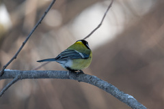 Parus major