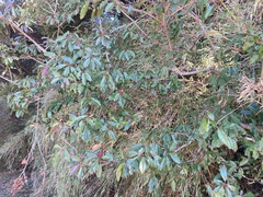 Photinia niitakayamensis
