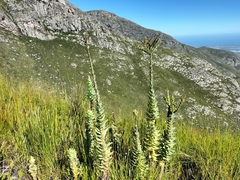 Osteospermum corymbosum