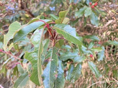 Photinia niitakayamensis