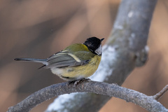 Parus major