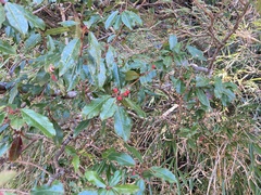 Photinia niitakayamensis