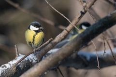 Parus major