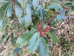 Photinia niitakayamensis