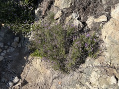 Jamesbrittenia microphylla