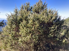 Juniperus formosana