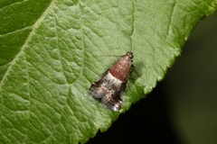 Acrobasis marmorea