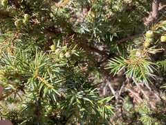 Juniperus formosana
