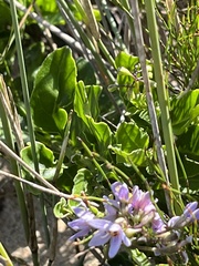 Solanum africanum