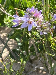 Solanum africanum