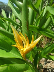 Heliconia psittacorum