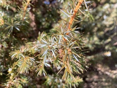 Juniperus formosana