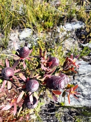 Leucadendron conicum