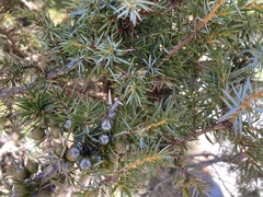 Juniperus formosana