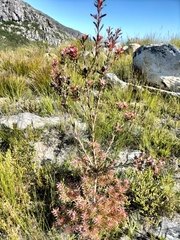 Leucadendron conicum