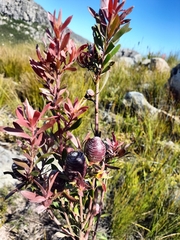 Leucadendron conicum