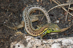 Ophisops elegans basoglui