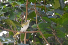 Vireo chivi
