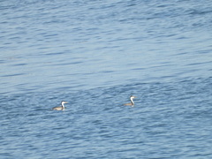 Aechmophorus clarkii