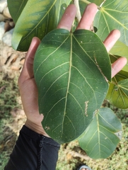 Ficus benghalensis