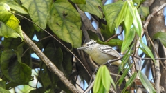 Herpsilochmus atricapillus