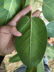 Ficus benghalensis
