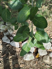 Ficus benghalensis