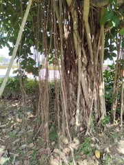 Ficus benghalensis