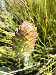 Mimetes pauciflorus
