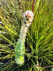Mimetes pauciflorus