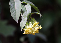 Cestrum aurantiacum