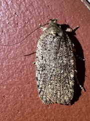 Agonopterix clemensella
