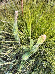 Mimetes pauciflorus