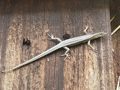 Cryptoblepharus pulcher