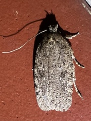 Agonopterix clemensella