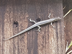 Cryptoblepharus pulcher