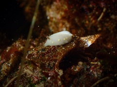 Cadlina flavomaculata