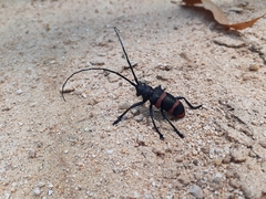 Ceroplesis orientalis