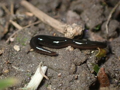 Kontikia ventrolineata