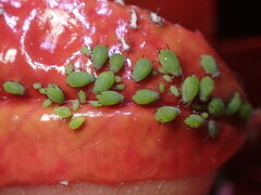 Aphis spiraecola