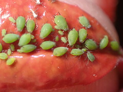 Aphis spiraecola