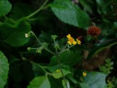 Trigonospermum adenostemmoides