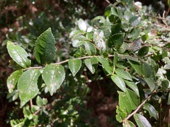 Eurya leptophylla