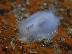Conualevia alba