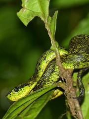 Bothriechis nigroviridis